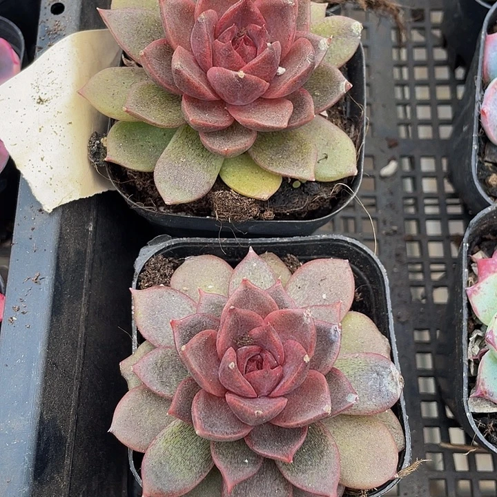 黑水晶玫瑰带盆土发