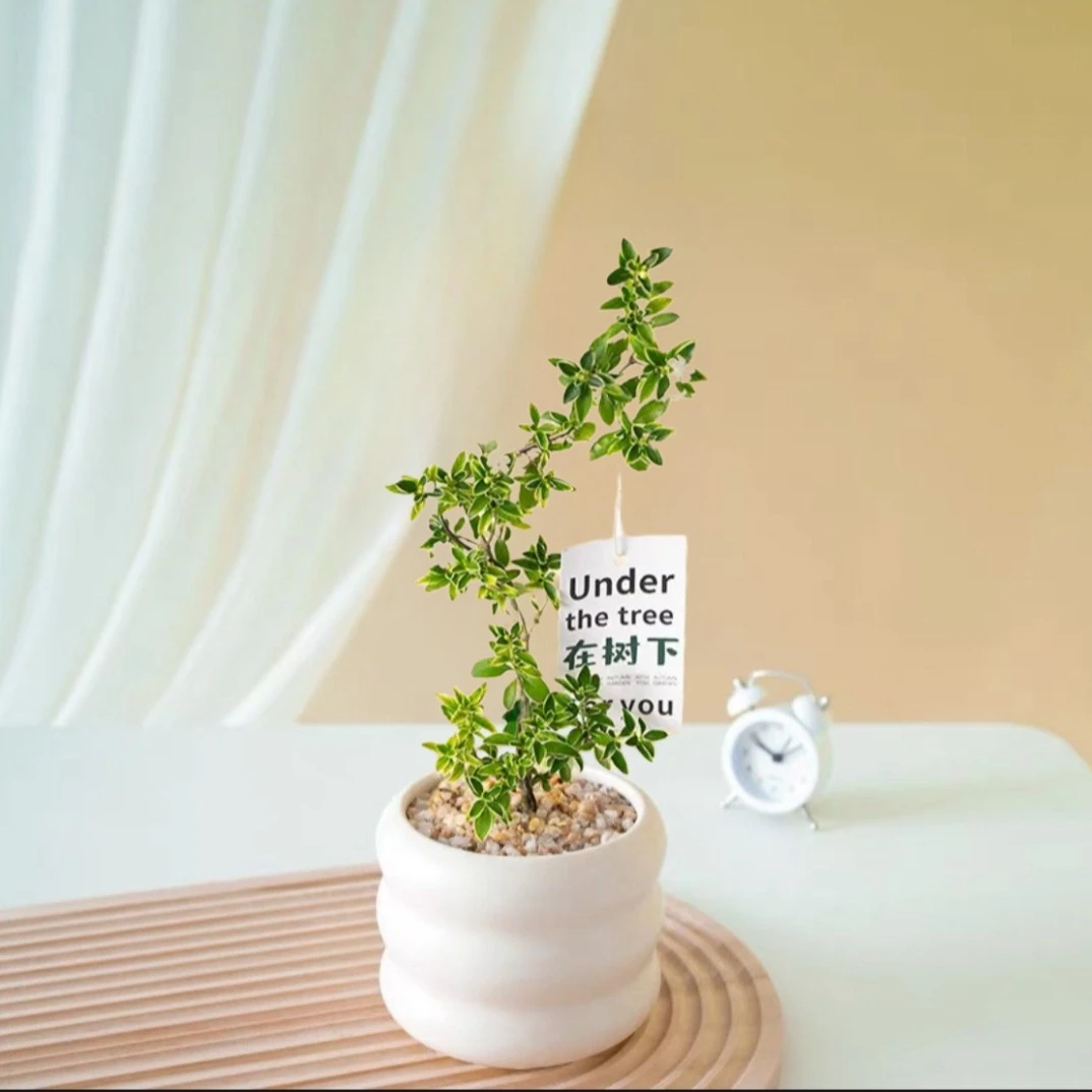 金边六月雪绿植盆栽室内桌面净化空气植物办公室好养网红花卉