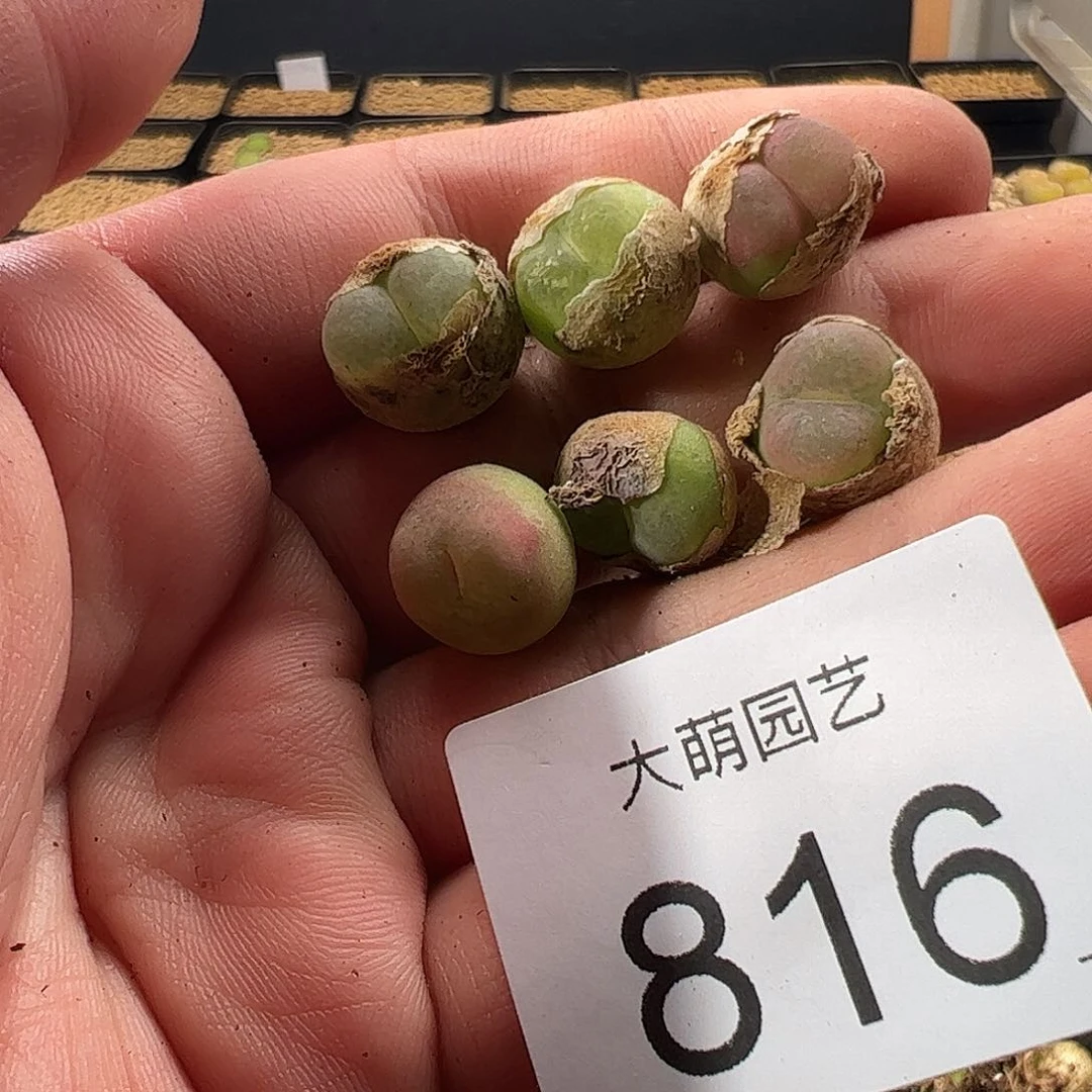 0000816 一物一拍……