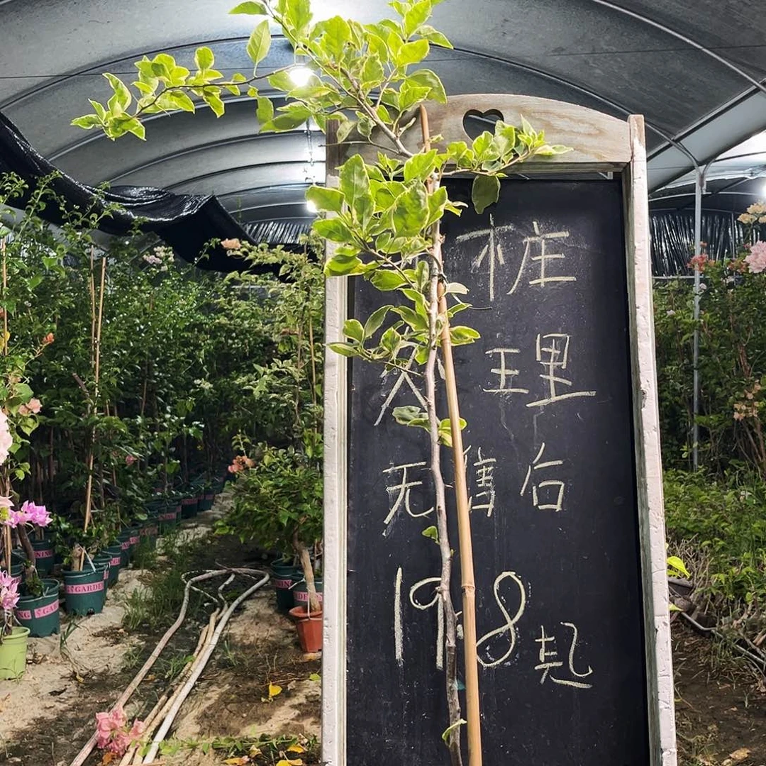 完全开放三角梅三角梅1246