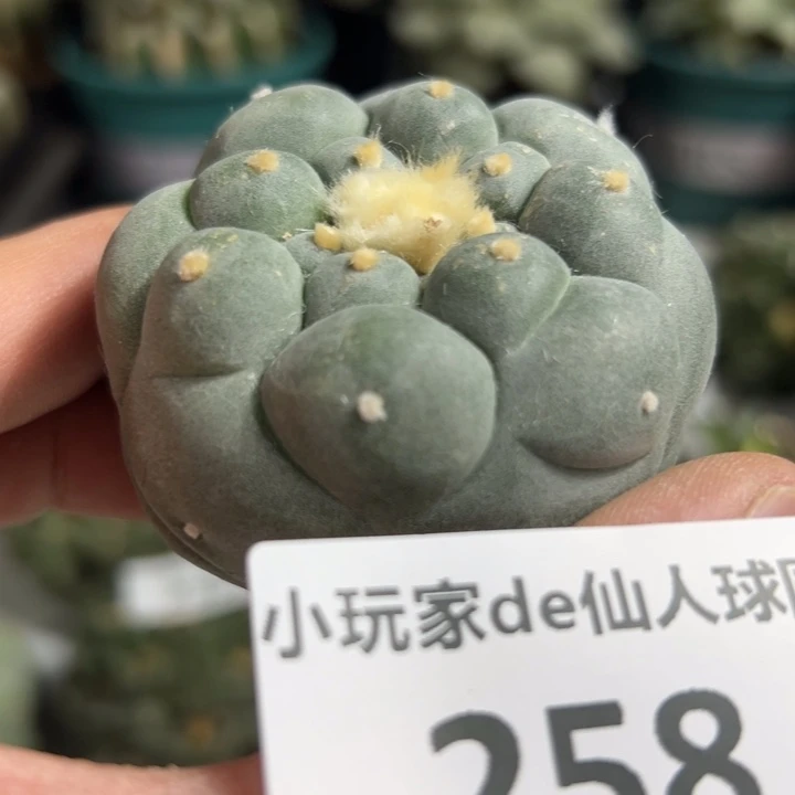 258可节后发货 可帮发根