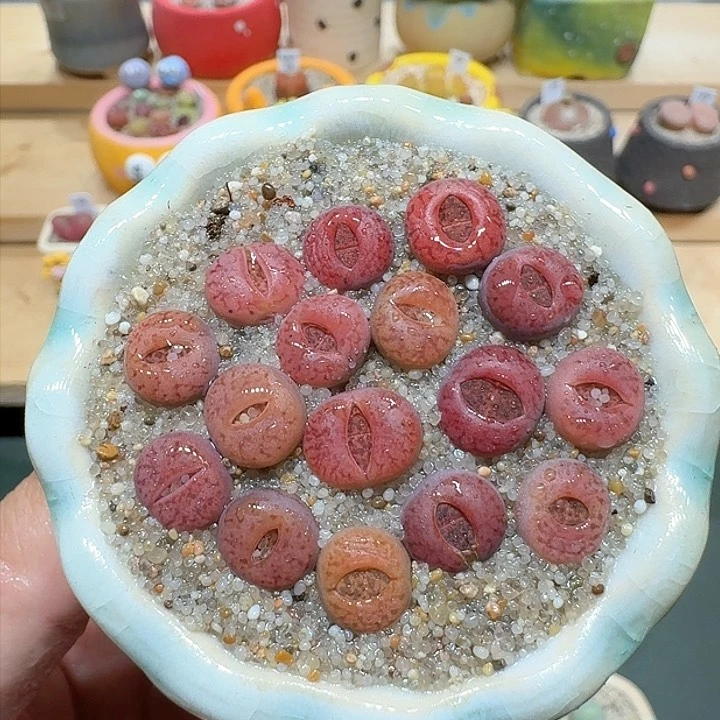 红陶蘑菇759紫折榴