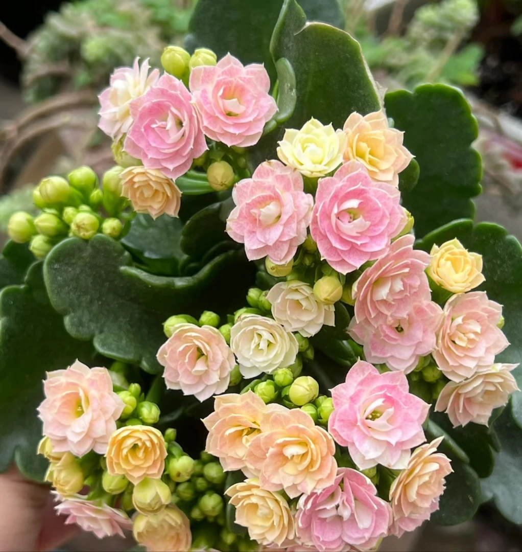 奶油睡莲，110原盆原土