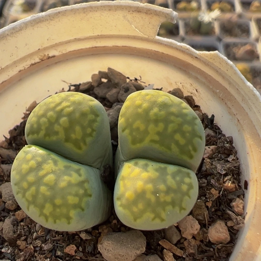 81多肉植物百科植物