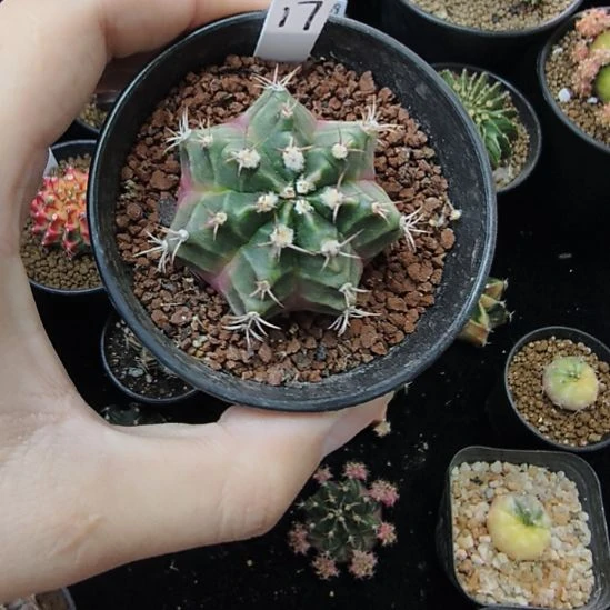 泡泡糖侧芽自根放福利