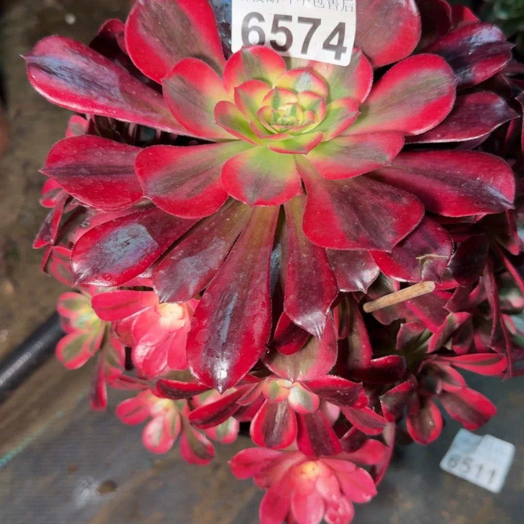 6574美杜莎多肉植物