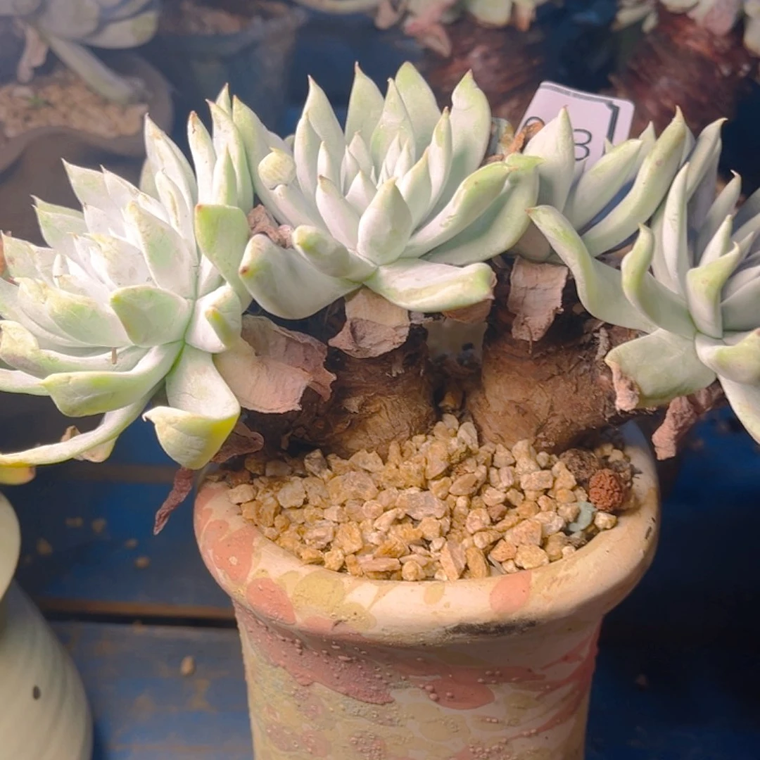 红拇指杂交超法老桩多头群生