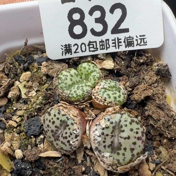 泡泡安贞带盆土。