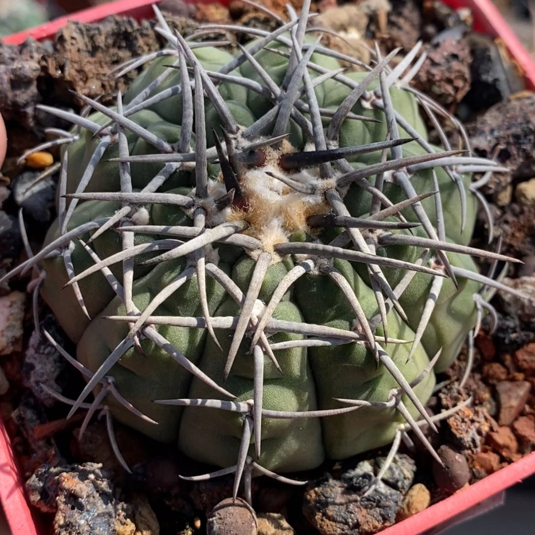 植播园艺922g011裸萼