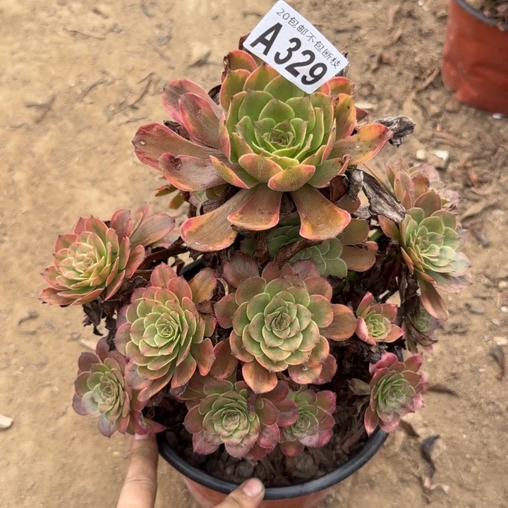 烟花……多肉植物……