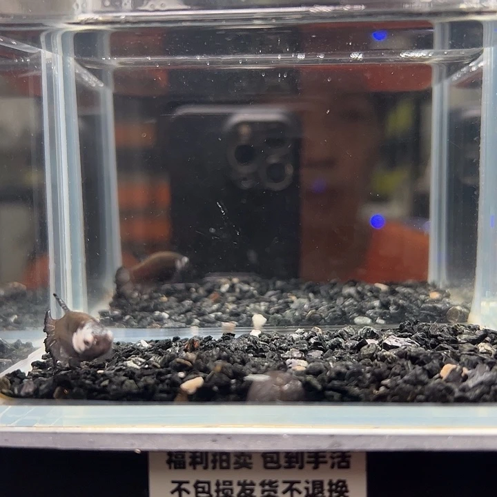 斗鱼竞拍跑单拉黑17日58