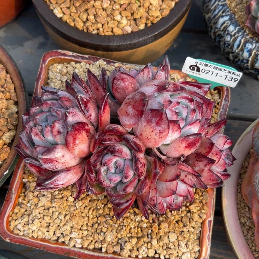 多肉一物一拍0211-139黑卡