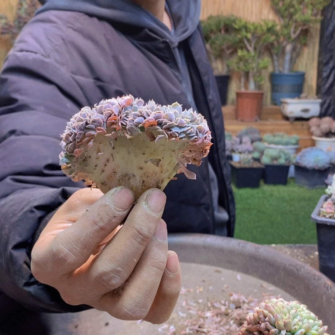 山**缘101号天赐缀化