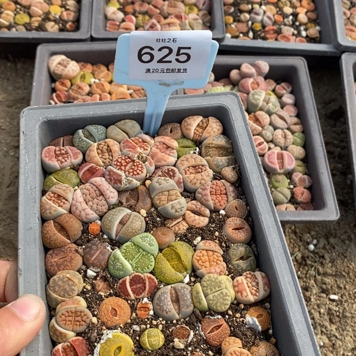 小***?625生石花小苗长