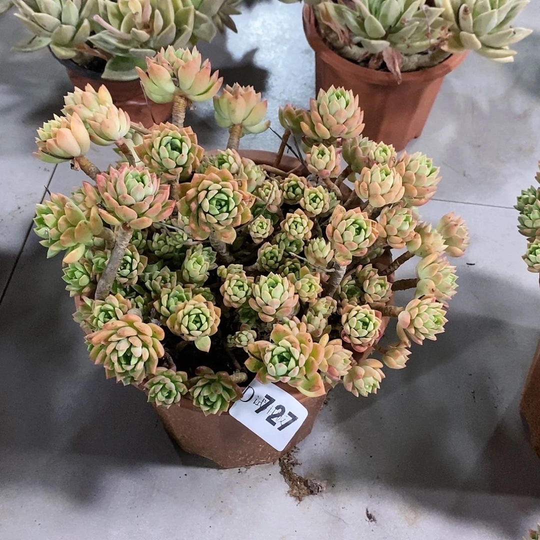 流*飞727马库斯多肉植物