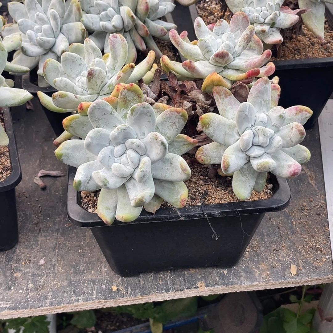 晨溪园艺仙女杯呀