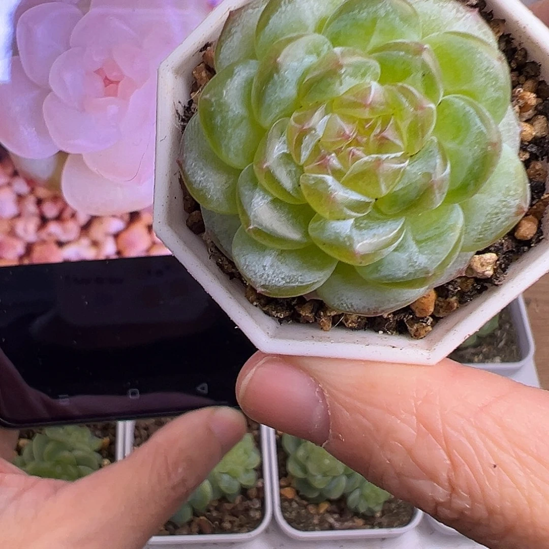 风花雪月清浅。      母本