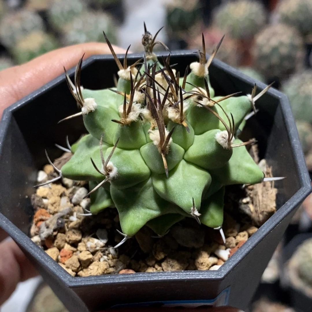 站***里植播园艺656赤花娇丽