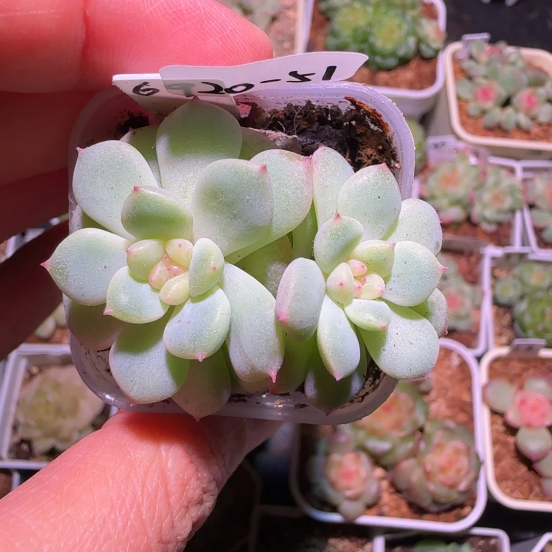 ****࿐20-51福利甜心69双头