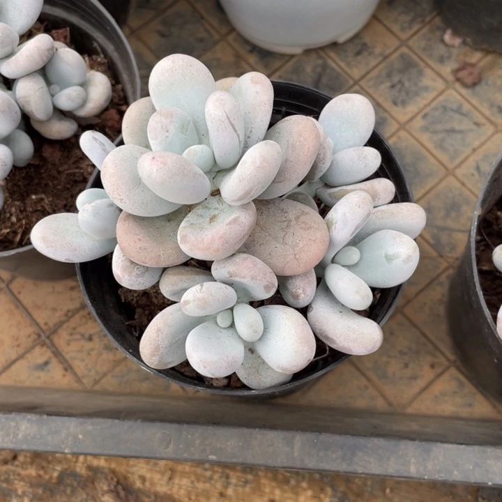 奶酪冠幅11 公分一物一拍