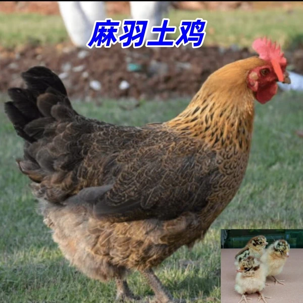 宠物麻羽土鸡发货是出壳5天左右的顺丰包邮公母可选