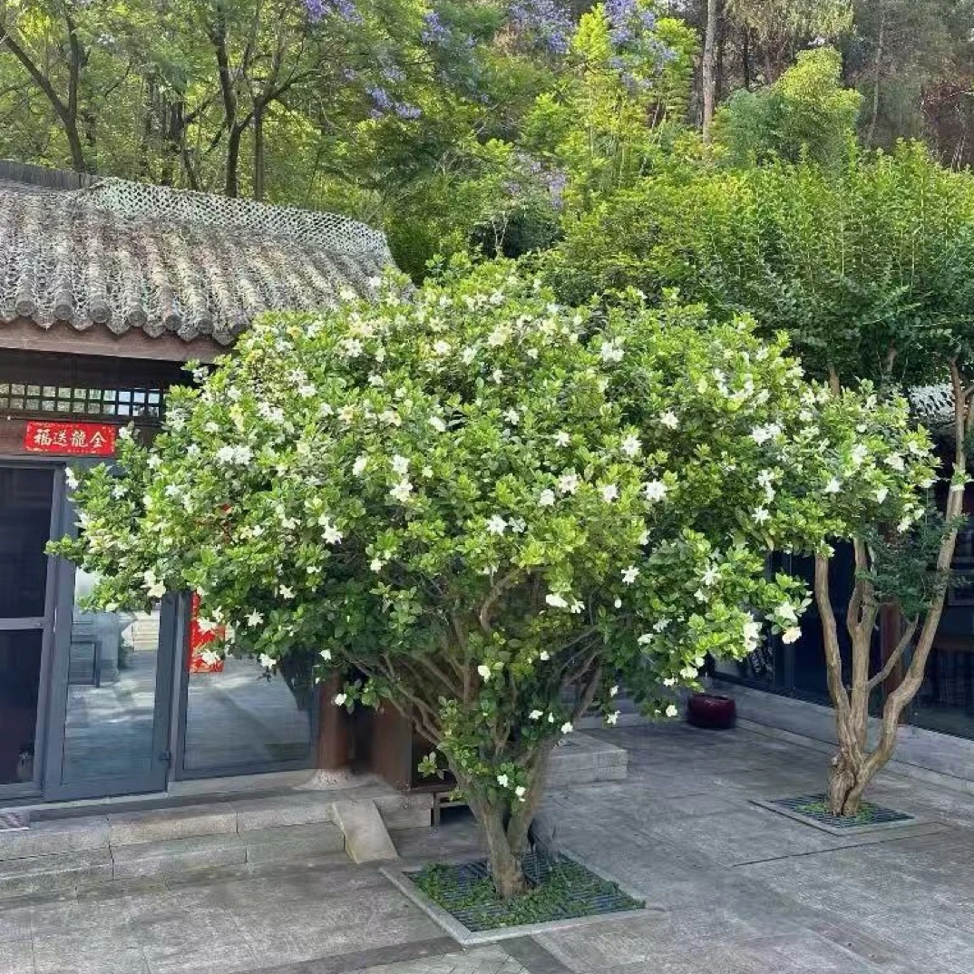 【偏远】大叶牡丹栀子花浓香型盆栽地栽别墅植物室内外花香大叶牡丹