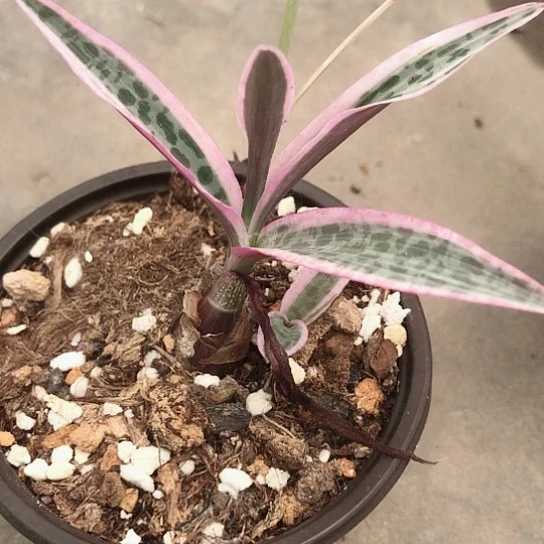 8**5油点百合锦多肉植物