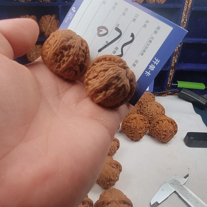 杰子出品-35白狮子手捻有黄尖