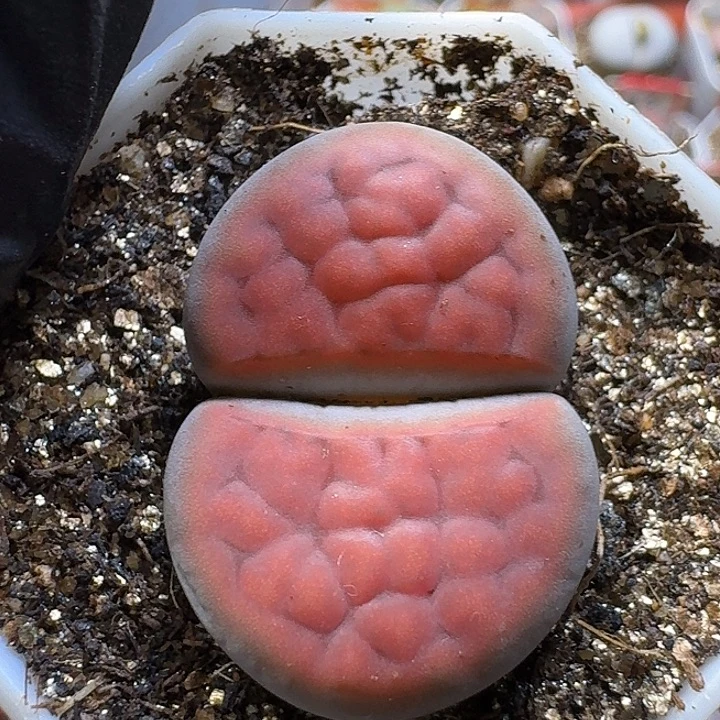 T***C生石花111111。  162