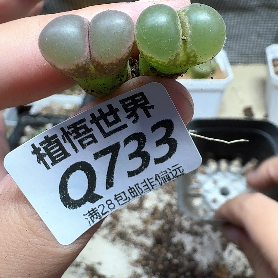 多肉植物的人生吃vv