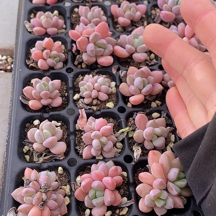 25 多肉植物盆栽花卉