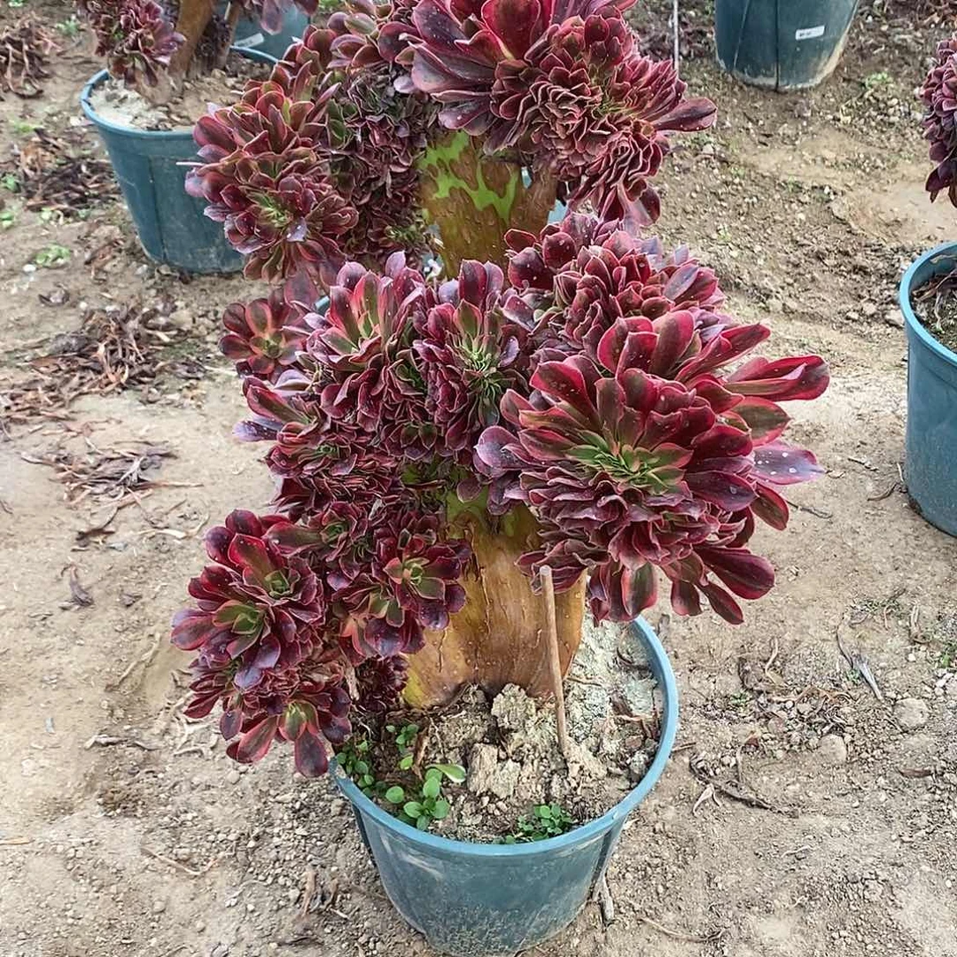 多肉植物十一号美杜莎缀化