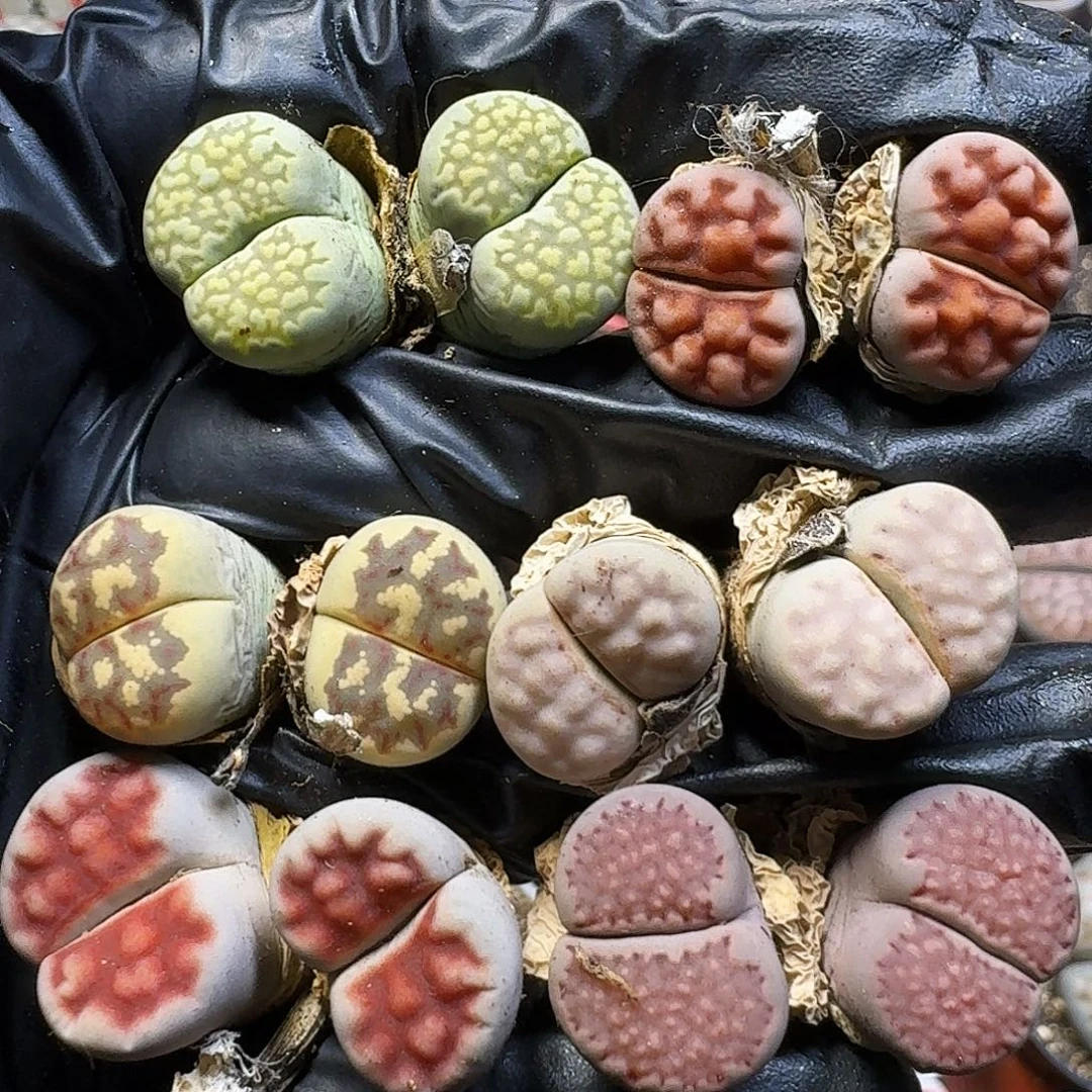 生石花11111。  295