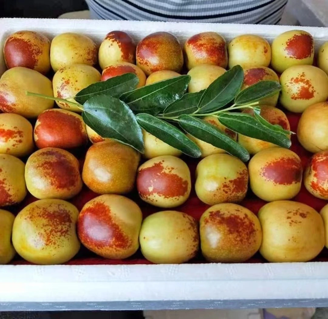 【现货包邮】脆甜沾化冬枣冰糖冬枣爆甜多汁大枣新鲜水果3/5斤