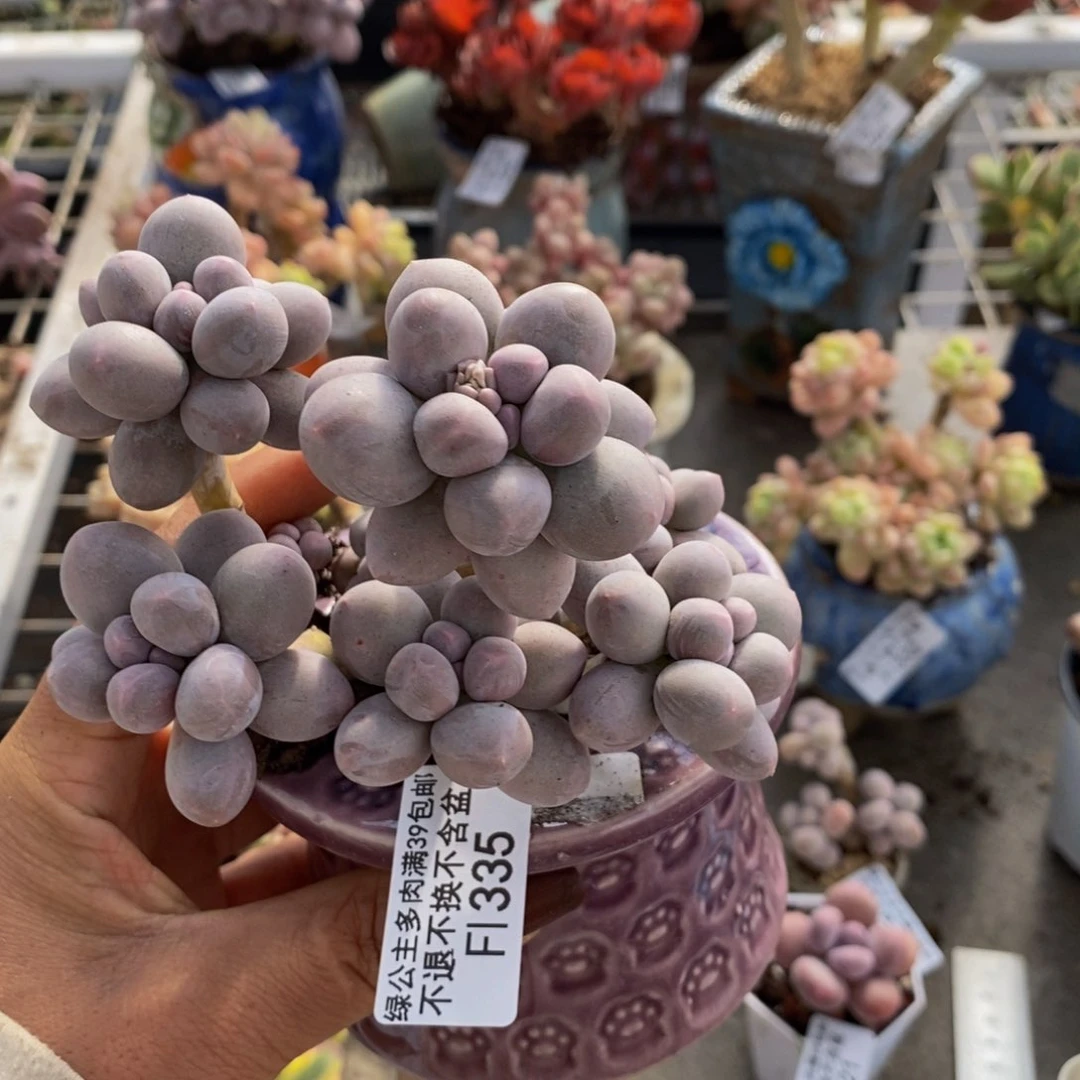 香水手指335/10c m