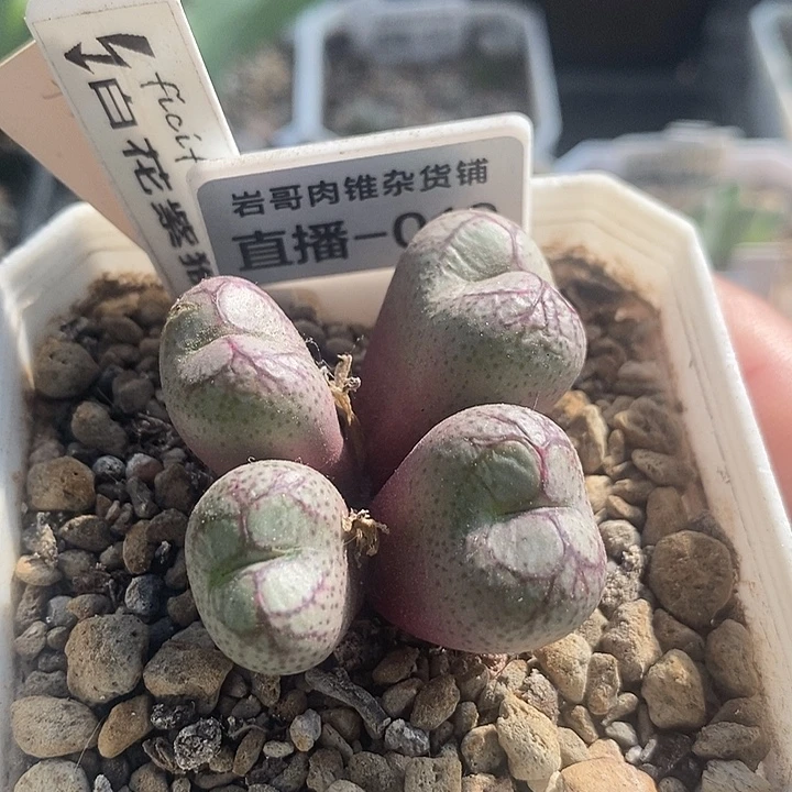 岛田种源白花紫猴4头群