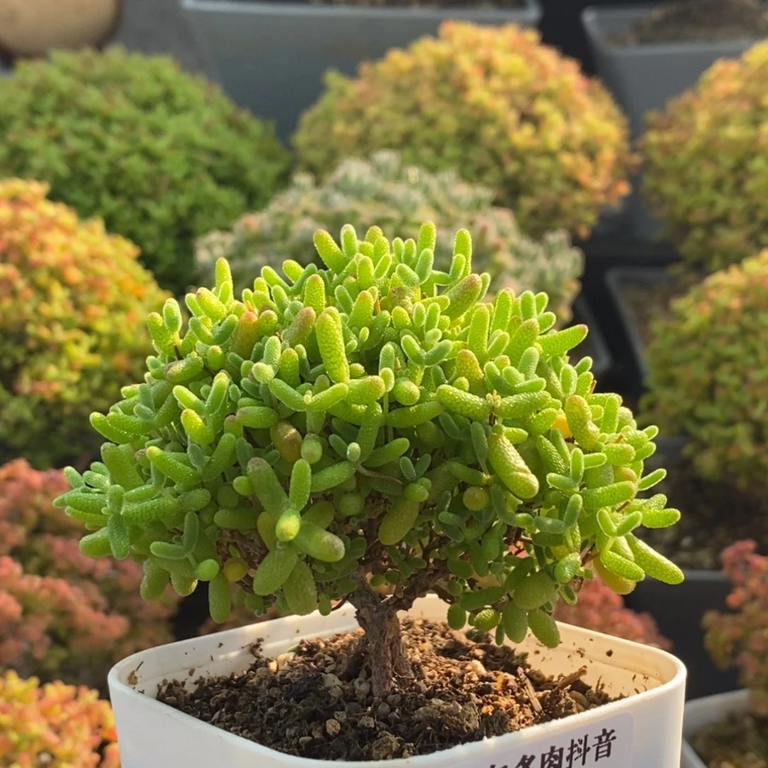 蜜橘糖球0621枝干番杏