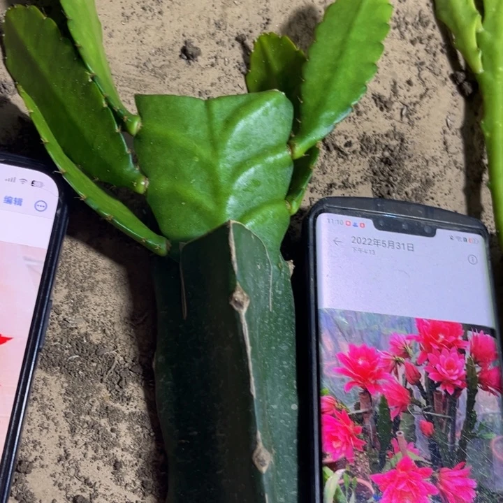 当前无花栽培后可以开花638