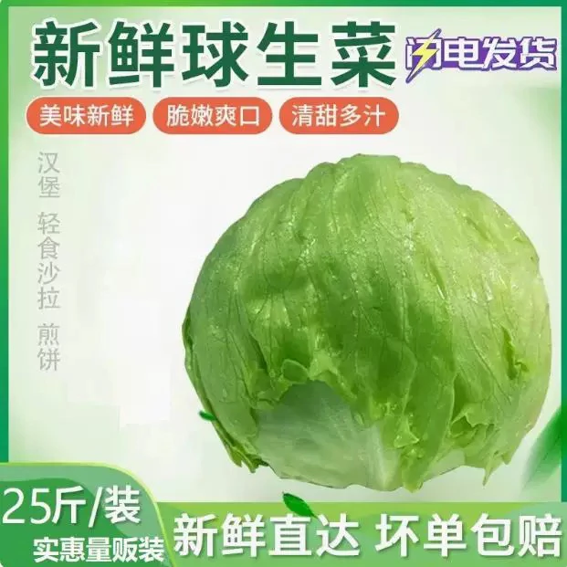 球25斤整件包邮圆西新鲜蔬菜沙拉食材西餐紫白菜种子
