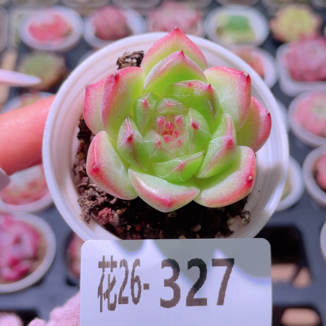 花利美26-327新品