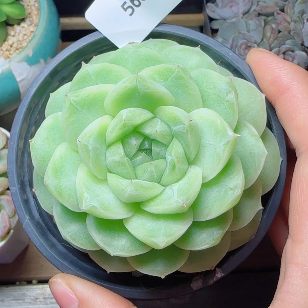 梨花白，5669多肉植物