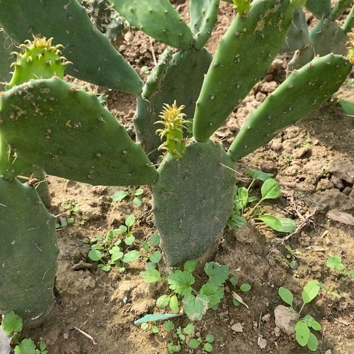 红花沙尘一棵多侧掌片
