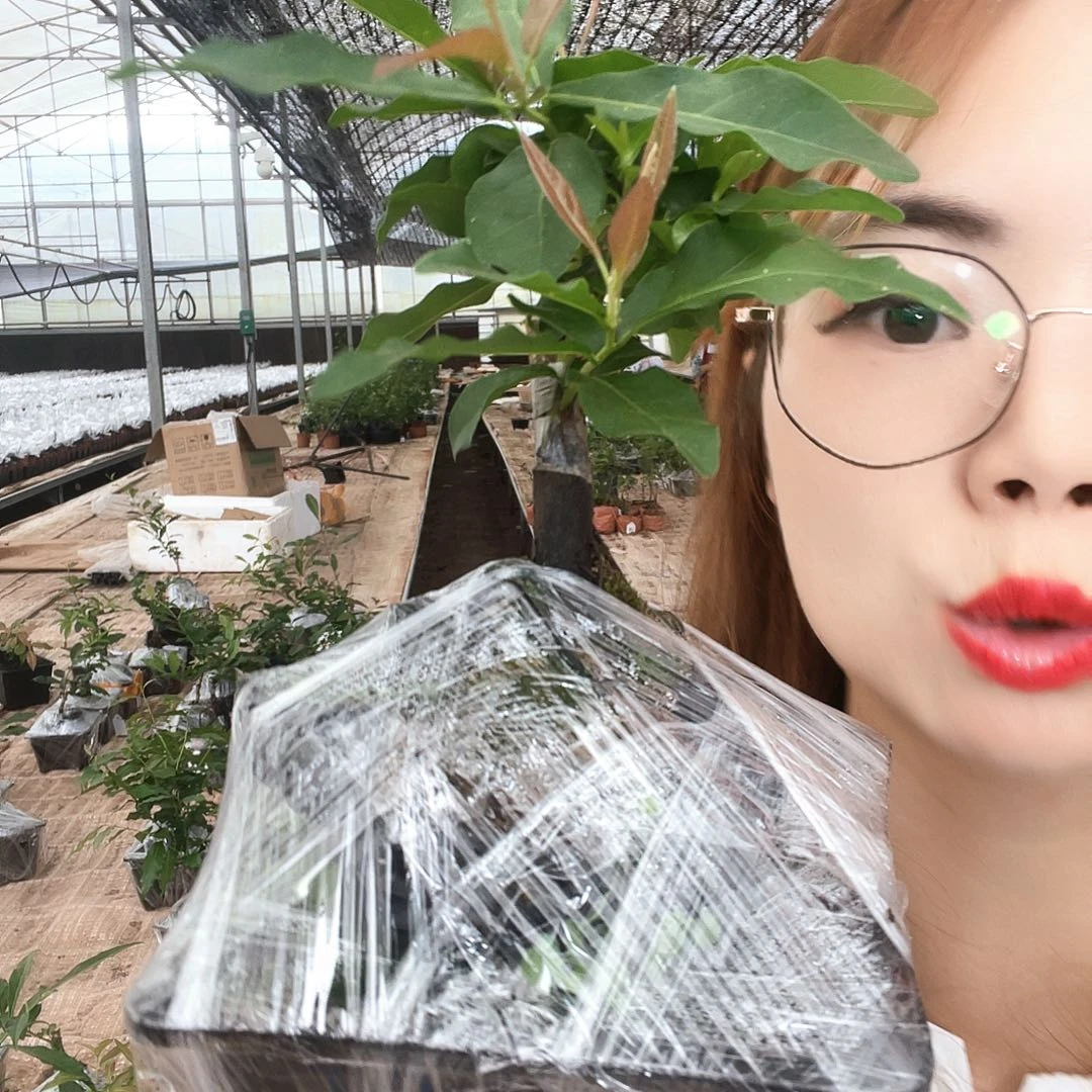 金弹子金弹子血钻13