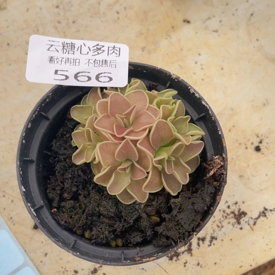 半****?云糖心多肉植物566