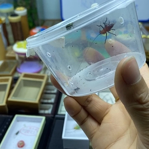 红精灵2只包邮包风险