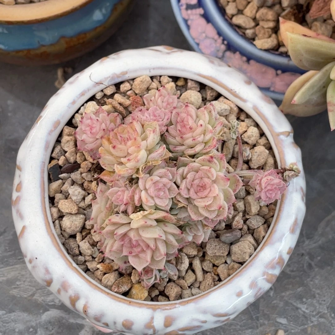 小脸麦秆小群生7公分左右