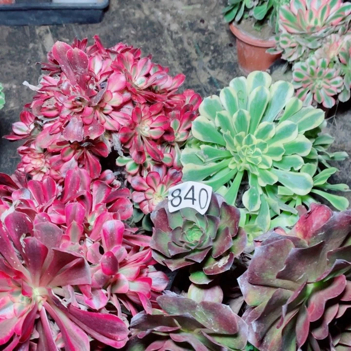 多肉植物组合840