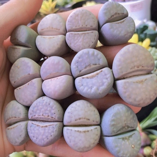 无花朵0755，2.3-3.2厘米粉唇特价