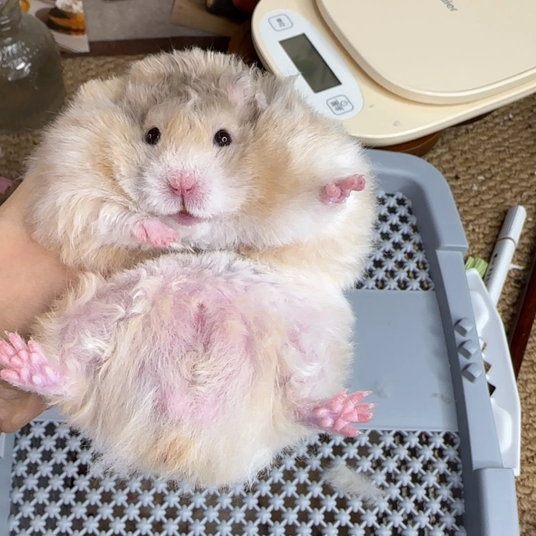 卷毛鸽灰波弟弟8.12