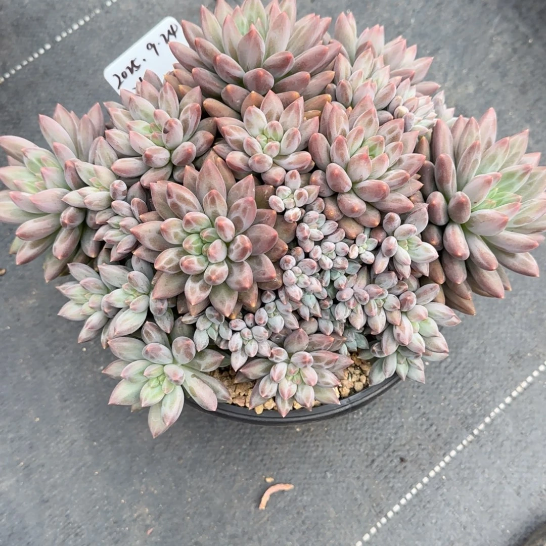 一物一拍水晶球sp26